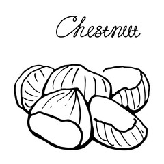 Chestnut line element.Graphic sketch. Hand drawn. Simple illustration