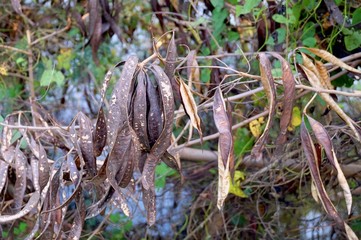 Brown Dried Teak or White Popinac Pods