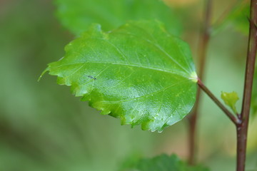 defocused hibiscus leaf background