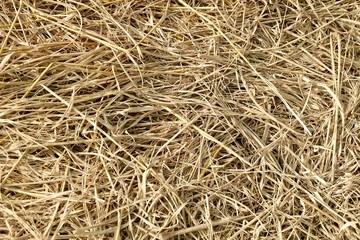 Background of Brown Dried Grass and Leaves