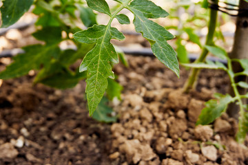Growing organic tomatoes in the garden