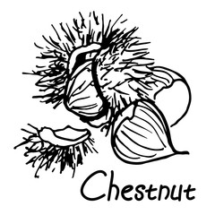 Chestnut, hand drawn sketch. Black and white illustration, isolated element
