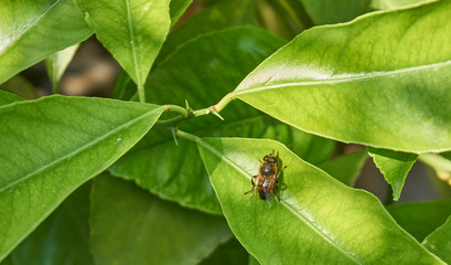 Near plan photo of a bee on a green leaf