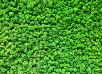 Green grass wall texture for backdrop and eco wall design and carving for office landscaping. An office wall that uses green moss in outdoor decoration. Ecology. Green plant concept