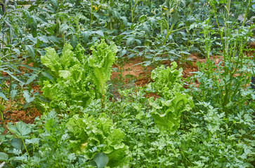 Hobby gardening in the greenhouse