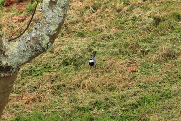 Motacilla alba