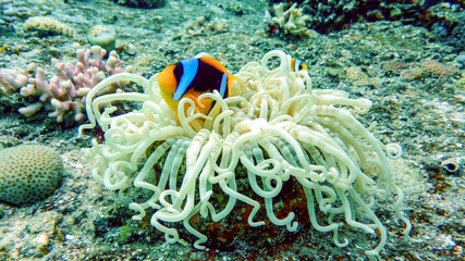 Clownfish is hovering over the anemones in the Red Sea, Eilat, Israel