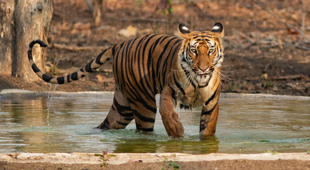 A Royal Bengal Tiger walking outside of water