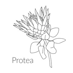 Proteus Realistic Flower. Hand drawn vector illustration for post card, poster, banner, media design. Tropical king protea flower in blossom. Line art. Coloring