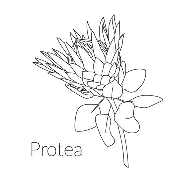 Proteus Realistic Flower. Hand drawn vector illustration for post card, poster, banner, media design. Tropical king protea flower in blossom. Line art. Coloring