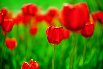 Many red tulips flowers blossom on blurred bokeh background close up, blooming pink tulips on green field soft focus macro, spring meadow, beautiful summer nature, floral pattern, colorful wallpaper