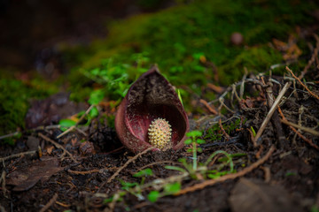 ざぜん草　ザゼンソウ　だるま草