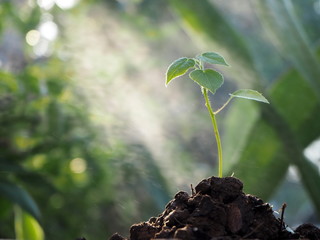 A small tree is growing in the sun in the garden of the house.
