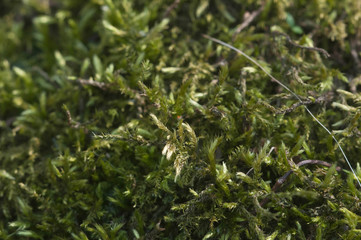 Moss (Hypnum cupressiforme) close up shot local focus