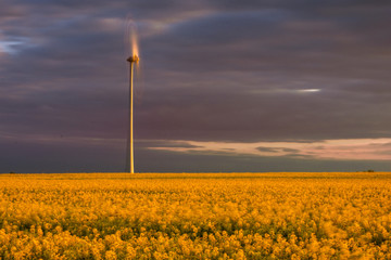 Wiatrak w rzepaku © Konrad