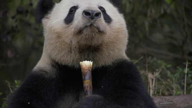 panda eating bamboo