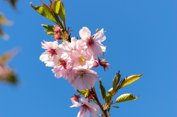 Pink cherry blossom over blue sky flowers branch