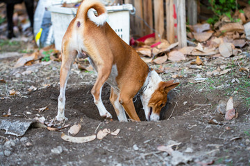 Basenji dog digging a hole.