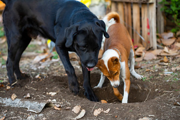 Basenji and Labrador dogs are digging holes