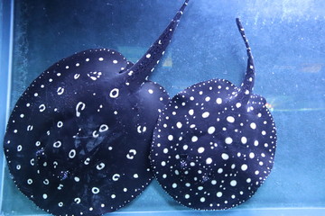 Raies de l'aquarium de Shanghai, Chine © Atlantis