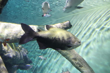 Poissons de l'aquarium de Shanghai, Chine	