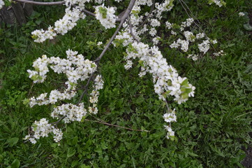 May. In the garden, plum blossoms with white flowers.