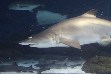 Fototapeta premium Requin taureau de l'aquarium de Shanghai, Chine