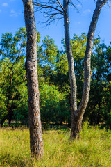 Stunning natural park near Guardamar del Segura. Province of Alicante. Spain