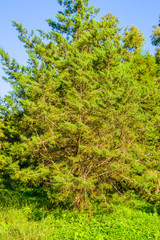 Stunning natural park near Guardamar del Segura. Province of Alicante. Spain