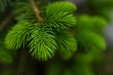 Fir tree close up