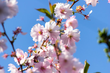 Pink cherry blossom over blue sky flowers branch