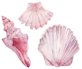 Watercolor set of pink seashells isolated on the white background for your menu or design. Hand-drawn illustration.