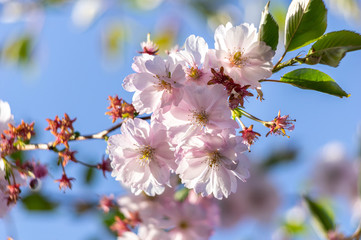 Pink cherry blossom over blue sky flowers branch