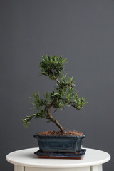 Japanese bonsai plant on white table. Creating zen atmosphere at home