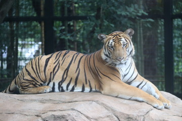 Tigre du zoo de Shanghai, Chine