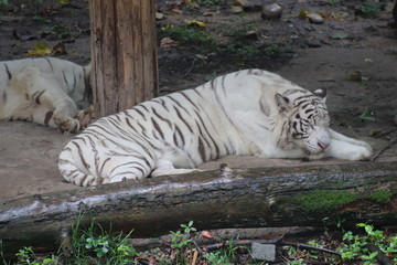Tigre blanc du zoo de Shanghai, Chine