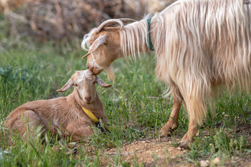 Mother goat's love for her cub