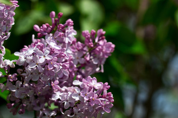 Flowers with five or three petals on a lilac branch, a sign of good luck.