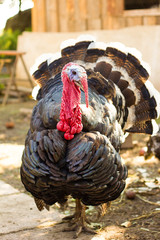 farm poultry, turkey is very big and bright