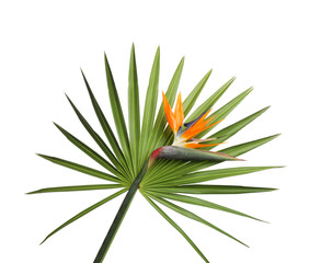 Bird of Paradise tropical flower isolated on white