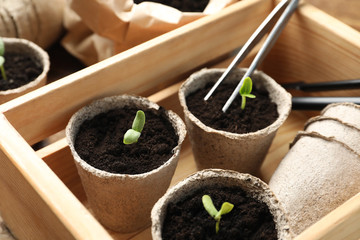 Young seedlings in peat pots in wooden crate