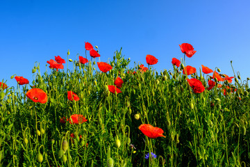 Group of poppies against blue sky Papaver Rhoeas Corn poppy Flanders