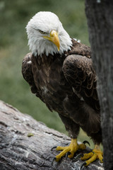 american bald eagle