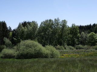Wald- / Wiesenlandschft