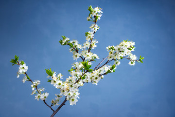 Beautiful spring border, blooming white Bush on a blue background. Blooming plums, cherries on a blue background . Soft selective focus