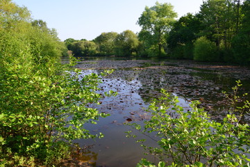 Obraz na płótnie Canvas Riverside Park in Horley, Surrey in May. 