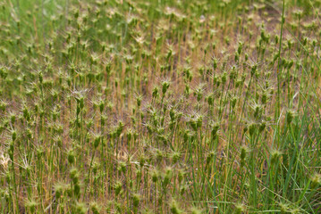 Obraz premium Aegilops neglecta