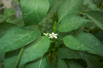 Capsicum annuum