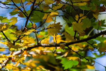Beautiful combination of yellow and green leaves in autumn. Small petals of a young tree, illuminated by sunlight through and through. Beautiful natural background and texture
