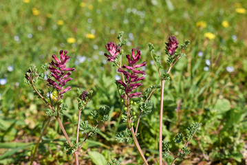 Fumaria officinalis
